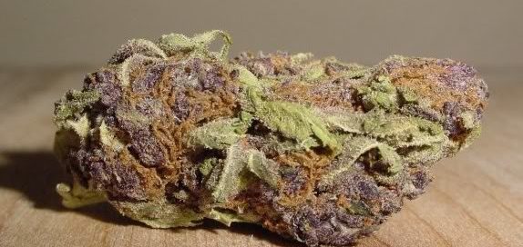 Purple Bud Cannabis strain