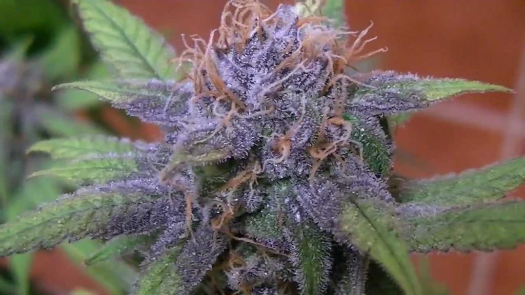 Purple Bud A Stunningly Coloured Indica Delight Legalize it. We Think So