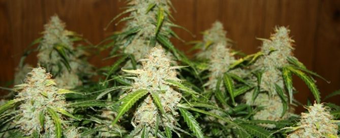 Big Cannabis Buds!