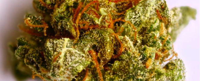 Colombian Gold Cannabis Strain Review