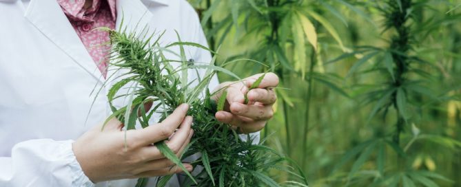 Medical Cannabis Australia