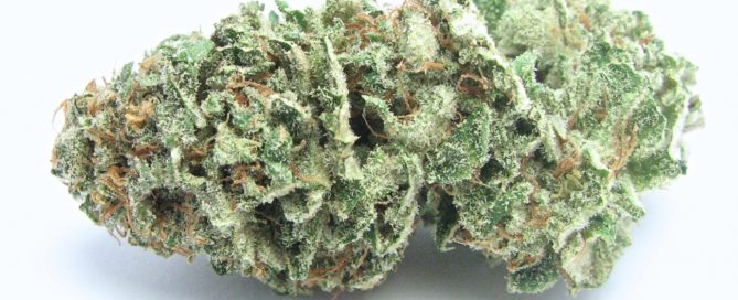 Diesel Strain review Cannabis