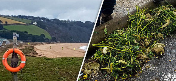 cannabis washed up on Devon Beach