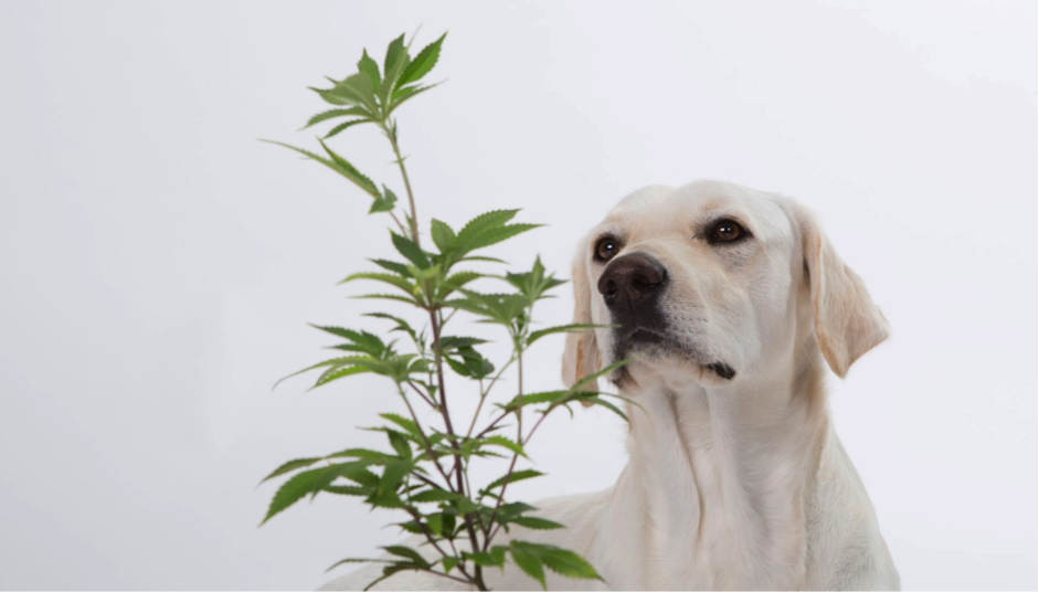 Pot for Pets