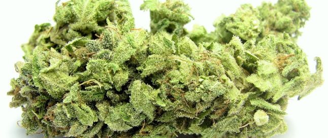 Hindu Kush cannabis strain review