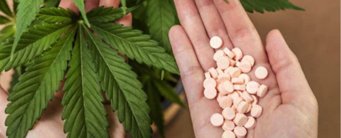 cannabis vs opiods