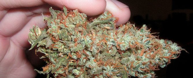 AK47 strain review