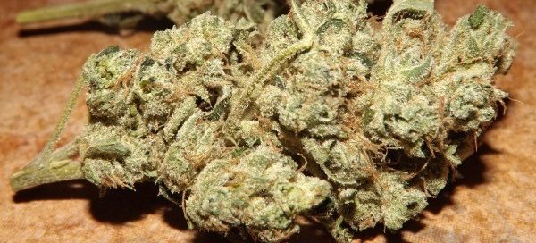 violator kush cannabis strain