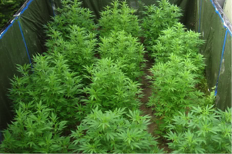 separated outdoor cannabis grow