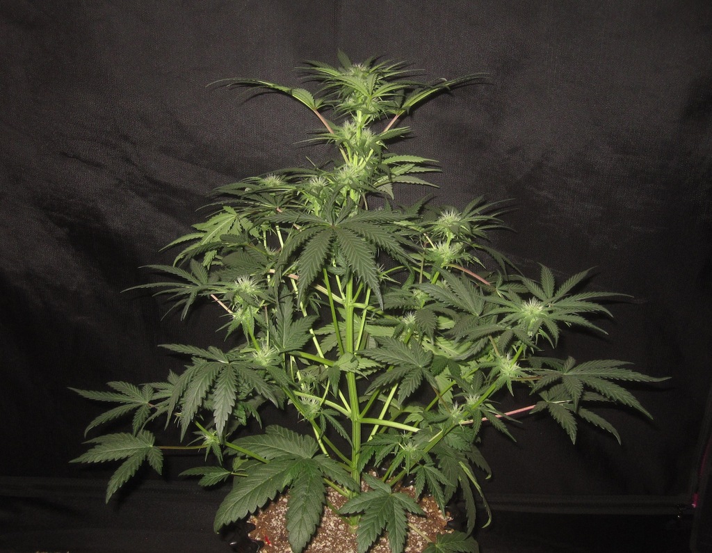 Sucker Punch an Autoflower Strain by Auto Seeds Legalize it. We Think So