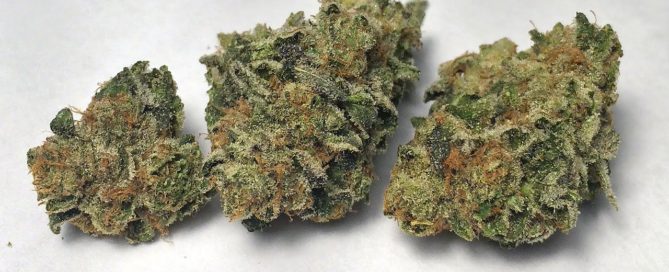 Girl Scout Cookies Strain Review