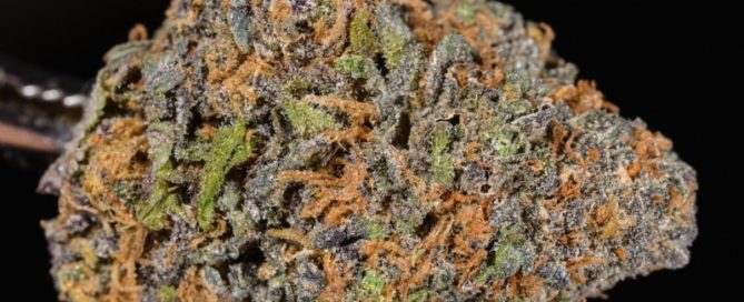 Grand Daddy Purple Strain review