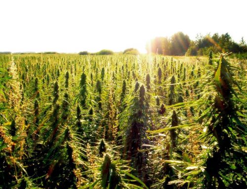 The Benefits of Industrial Hemp and Legalization 2017