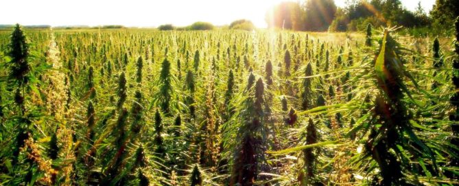 Indsutrial hemp and 2017 legalization