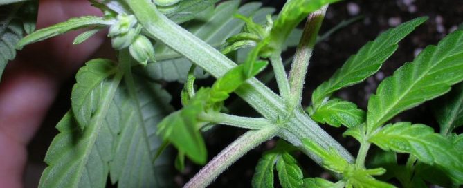 Hermaphrodite Cannabis plant (Hermie)