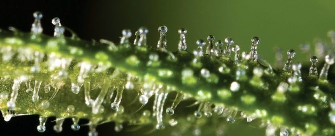 Macro Thrichome THC