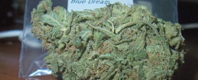 Blue Dream Strain