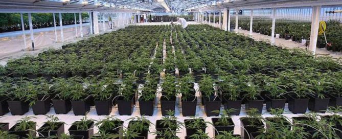 Canada commercial cannabis grow True Leaf
