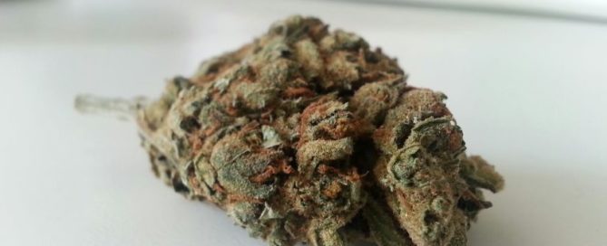 S5 Haze Strain Review