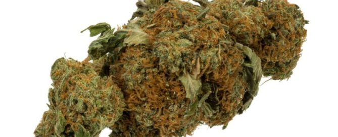 Lashkar Gah Strain Review