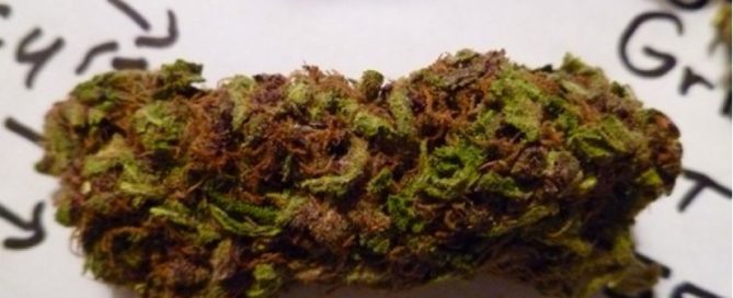 The Ultimate Cannabis Strain