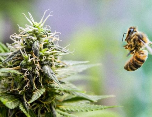 Honey, Meet Cannabis | Benefits and Recipe