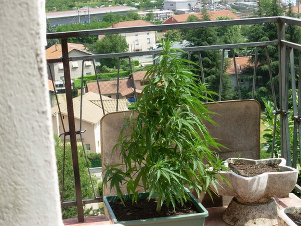 В абхазии растет конопля тест на марихуану алматы