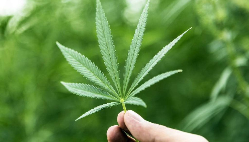 15 Things You (Probably) Didn’t Know About Cannabis Legalize it. We